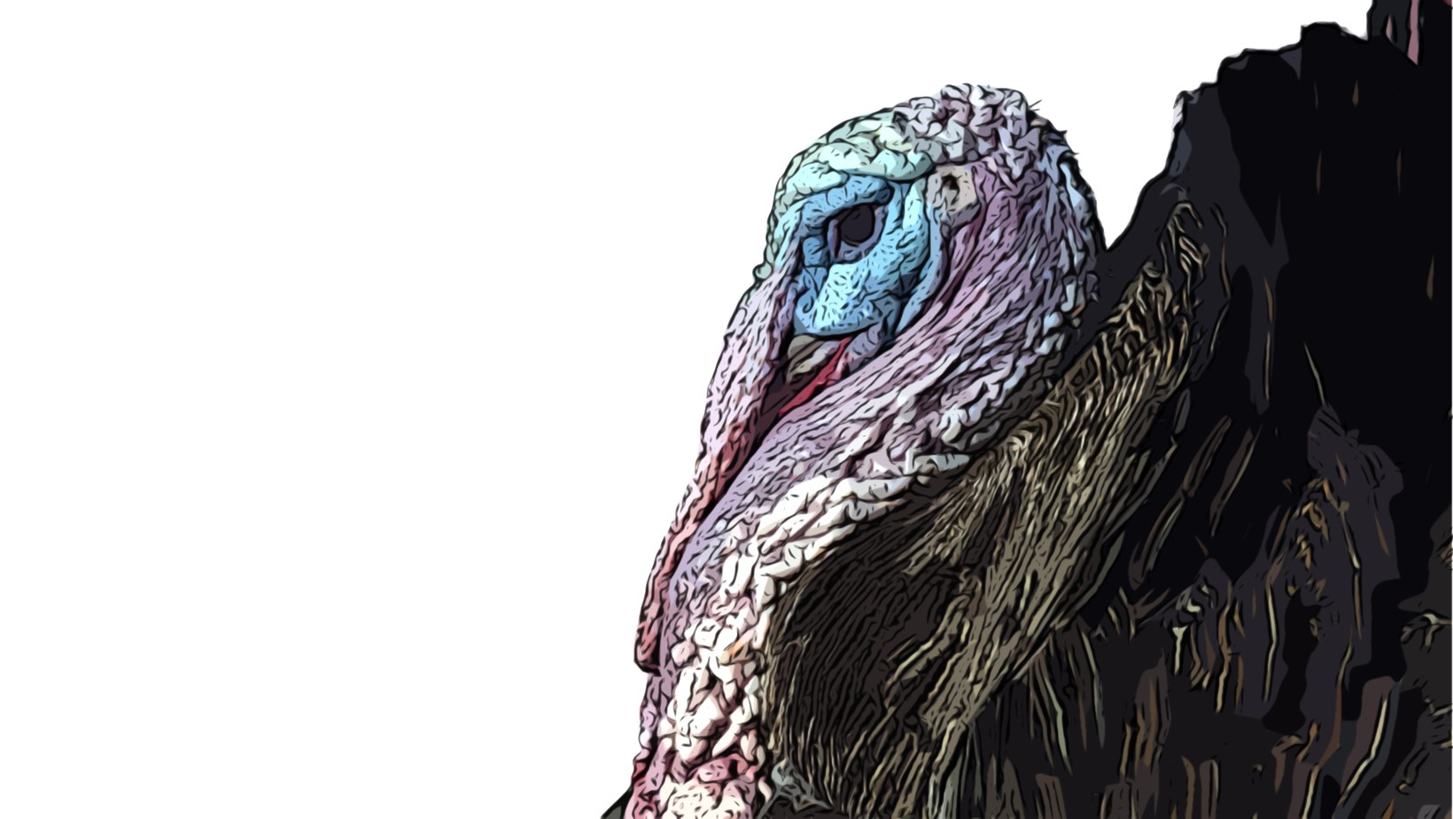 Turkey Production and Management Your Guide to Feed Efficiency